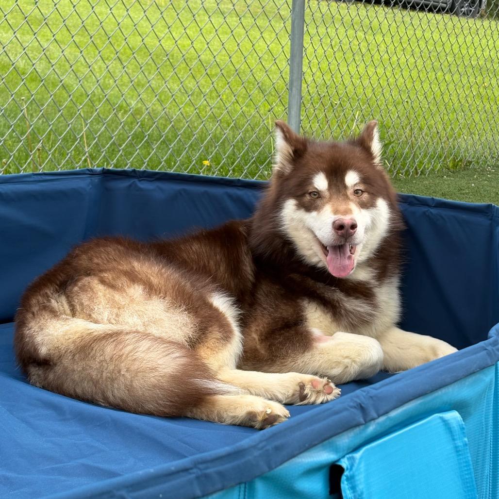 Enlarge Timon, a Adoptable Mixed Breed in Batavia, OH image 4/6