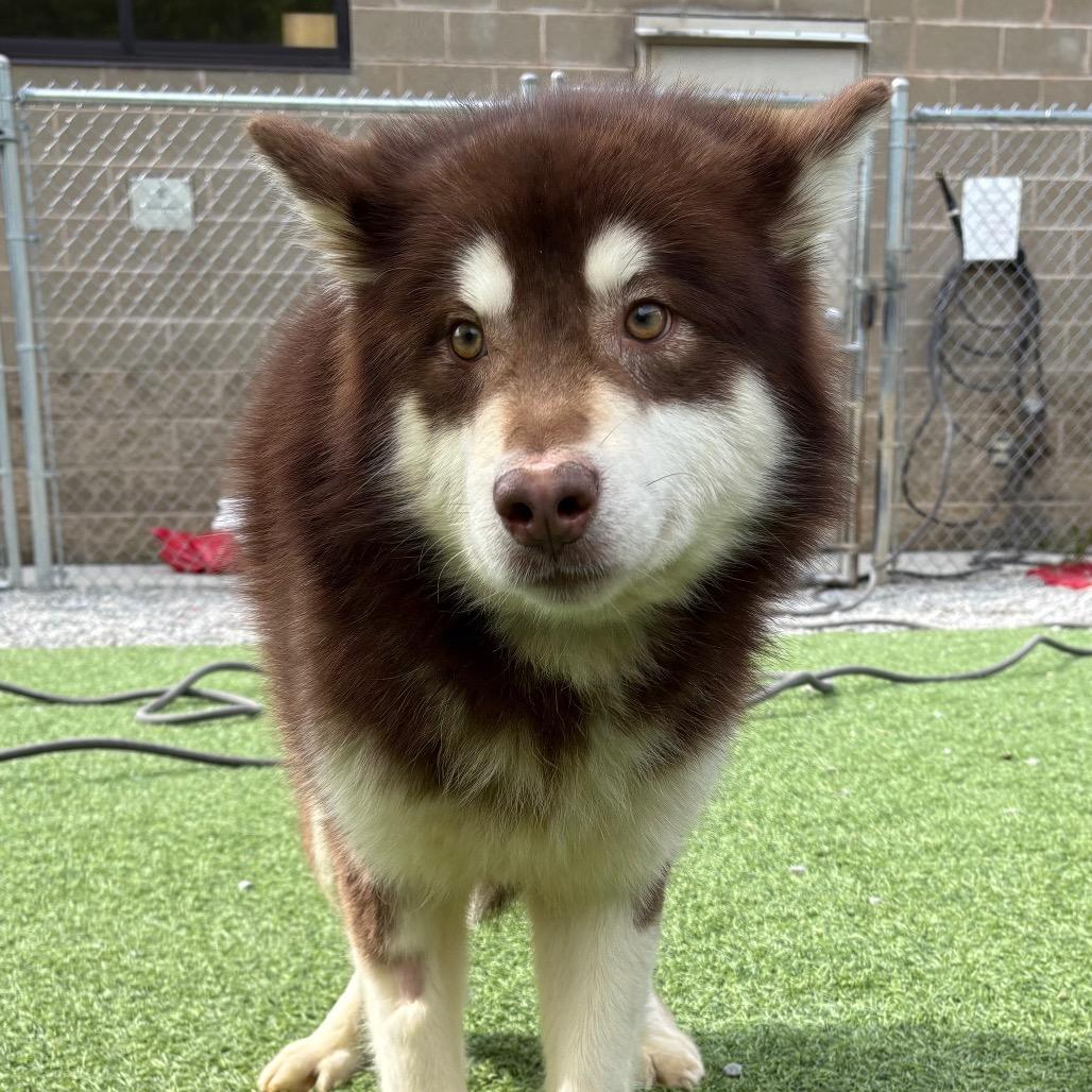 Enlarge Timon, a Adoptable Mixed Breed in Batavia, OH image 5/6
