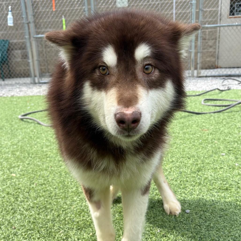 Enlarge Timon, a Adoptable Mixed Breed in Batavia, OH image 6/6