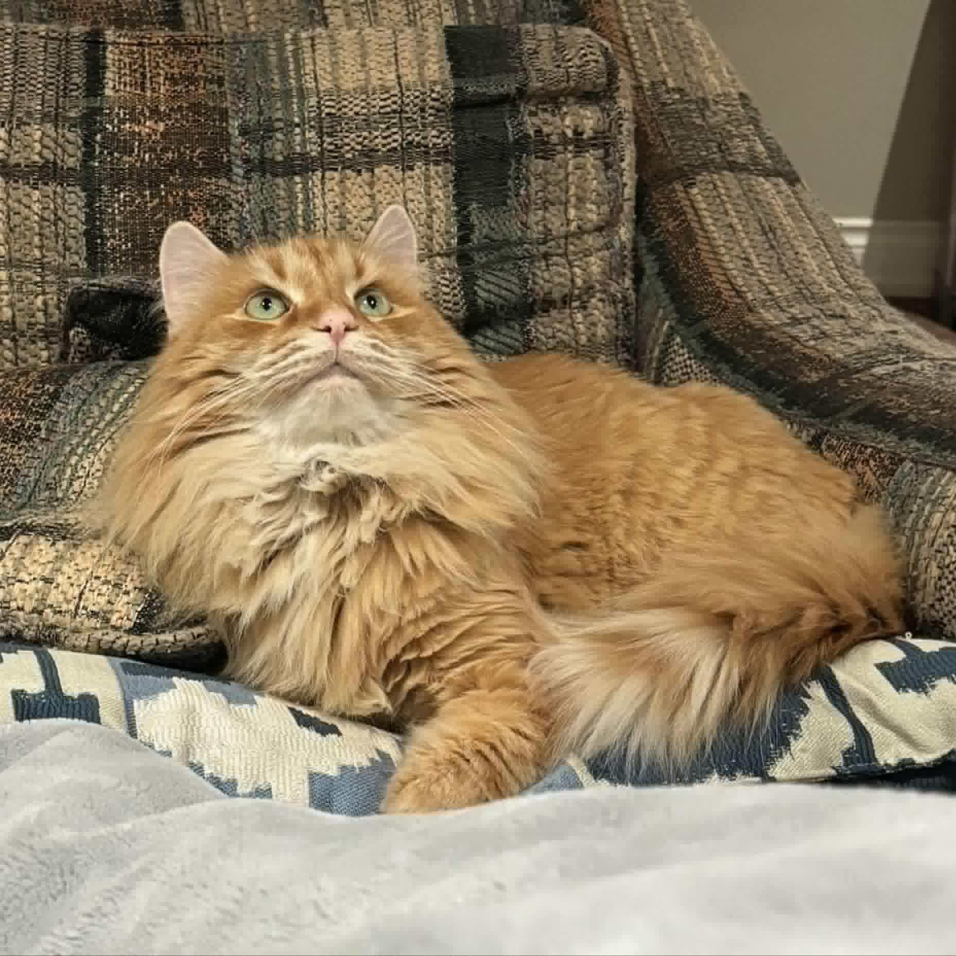 Enlarge Sherman - Hilarious & Affectionate, a ADOPTABLE Domestic Long Hair in Hamilton, ON image 6/6