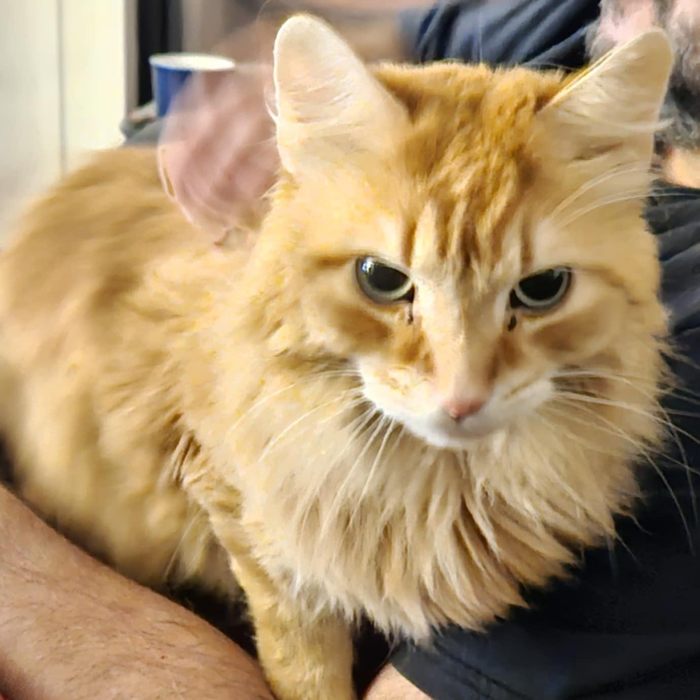 Enlarge Sherman - Hilarious & Affectionate, a ADOPTABLE Domestic Long Hair in Hamilton, ON image 2/6