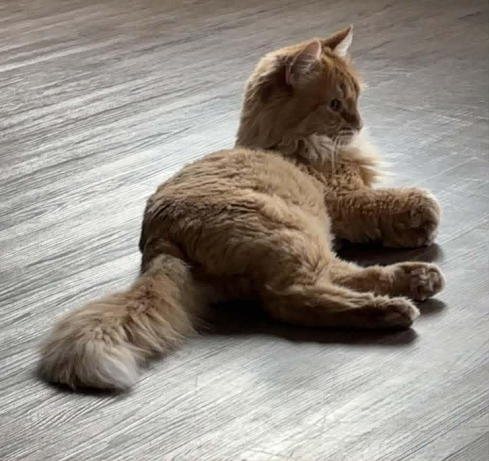 Enlarge Sherman - Hilarious & Affectionate, a ADOPTABLE Domestic Long Hair in Hamilton, ON image 3/6