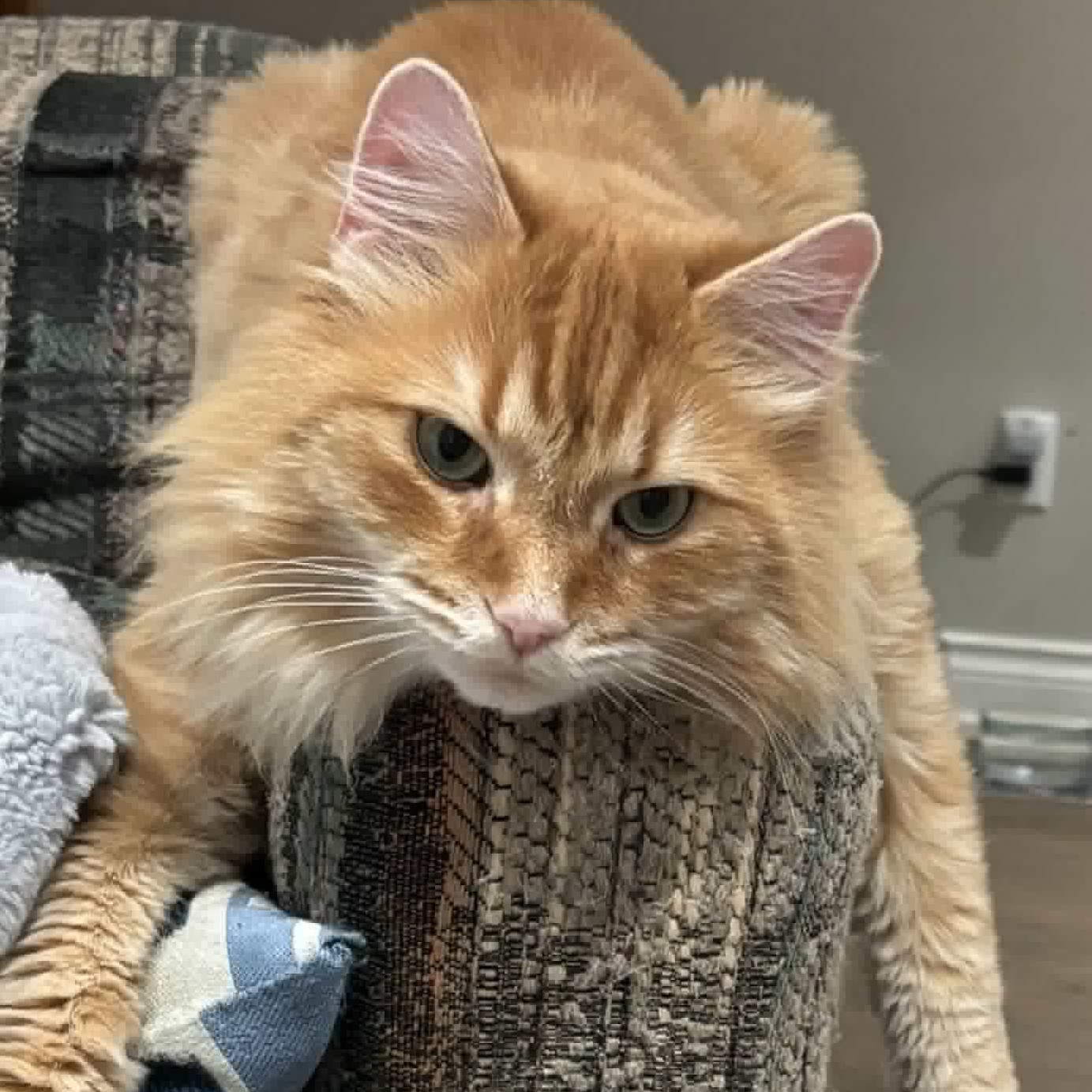 Enlarge Sherman - Hilarious & Affectionate, a ADOPTABLE Domestic Long Hair in Hamilton, ON image 1/6