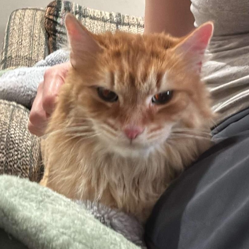 Enlarge Sherman - Hilarious & Affectionate, a ADOPTABLE Domestic Long Hair in Hamilton, ON image 4/6