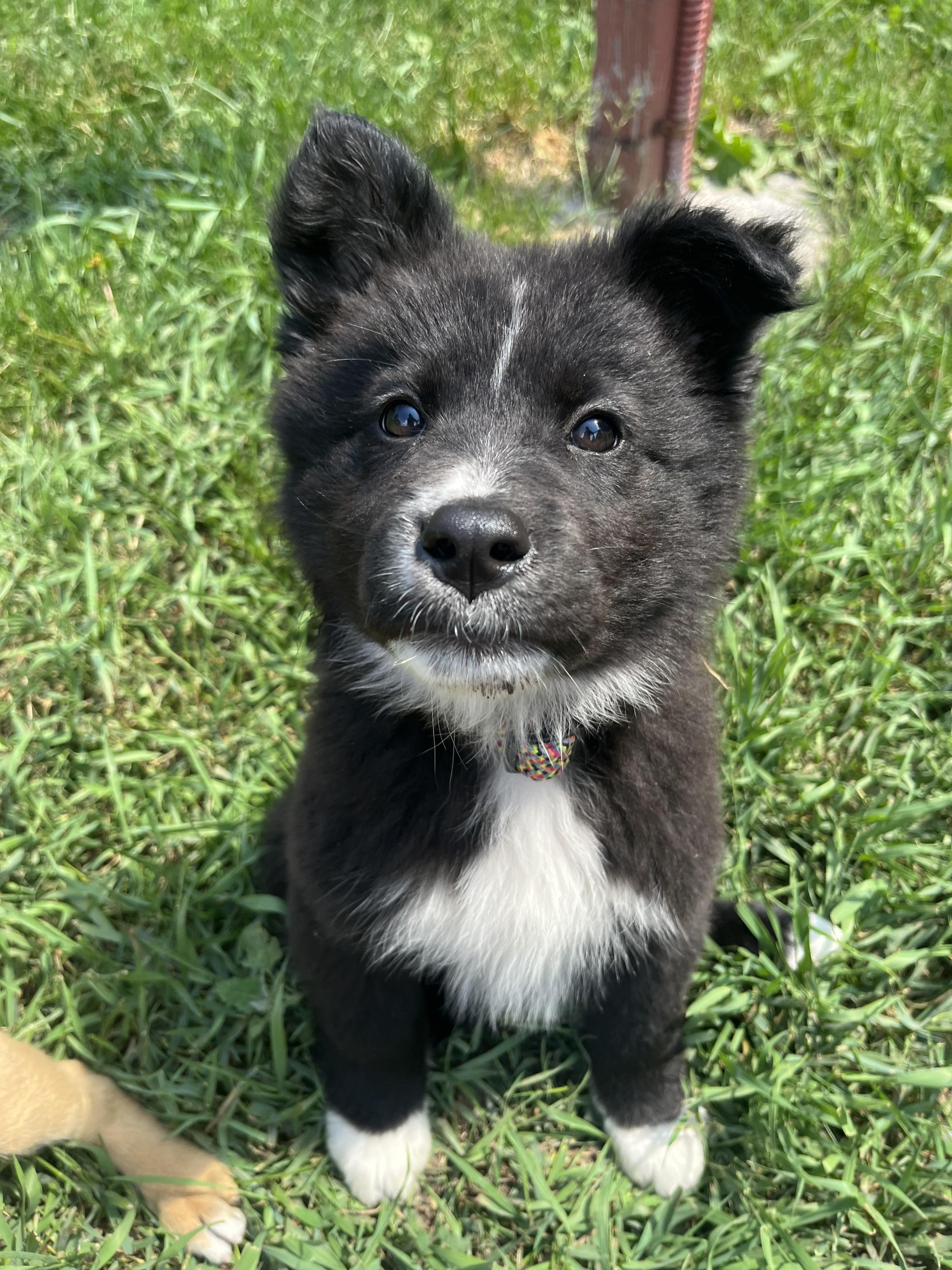 Enlarge Church, a Adopted mixed breed in Crookston, MN image 2/6