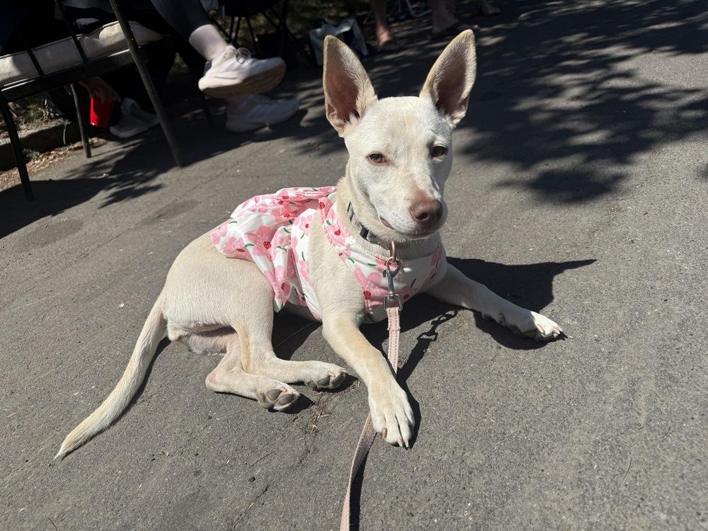 Coco, a Adoptable mixed breed in Portland, OR image 2/5
