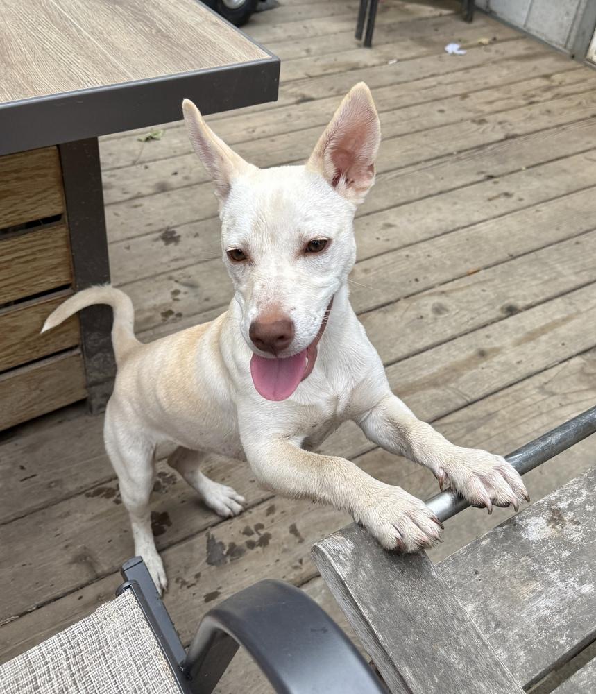 Coco, Adoptable, Young Female Chihuahua.