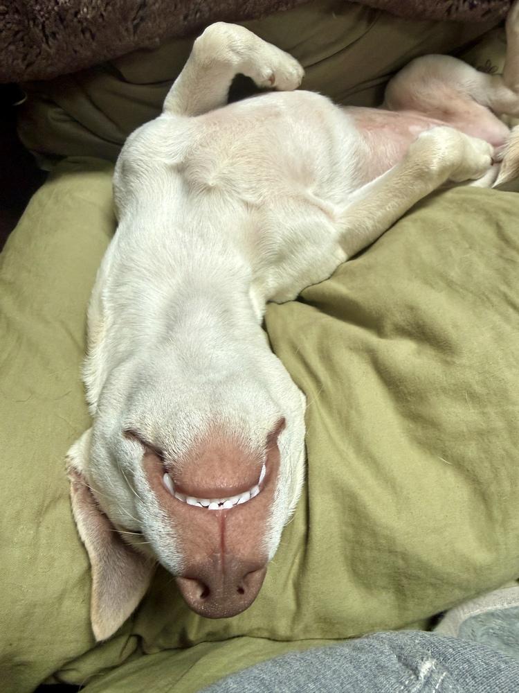 Coco, a Adoptable mixed breed in Portland, OR image 3/4
