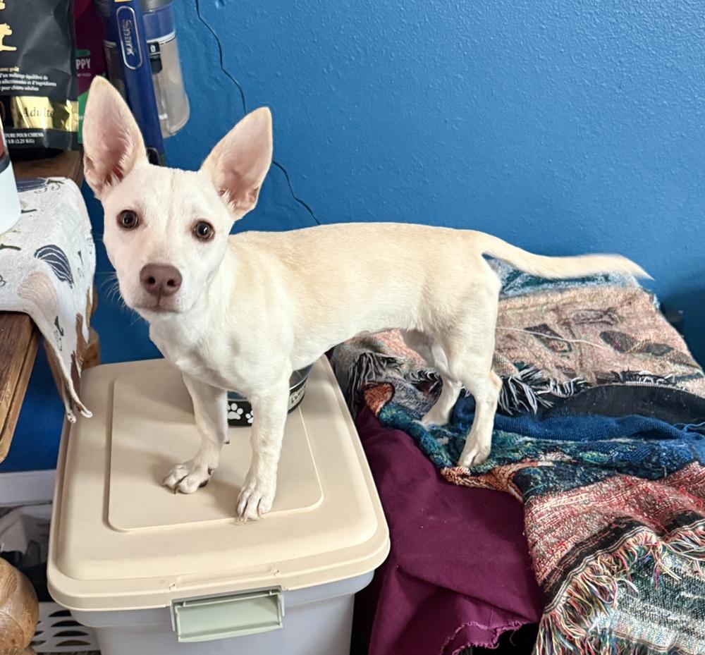 Coco, a Adoptable mixed breed in Portland, OR image 4/4