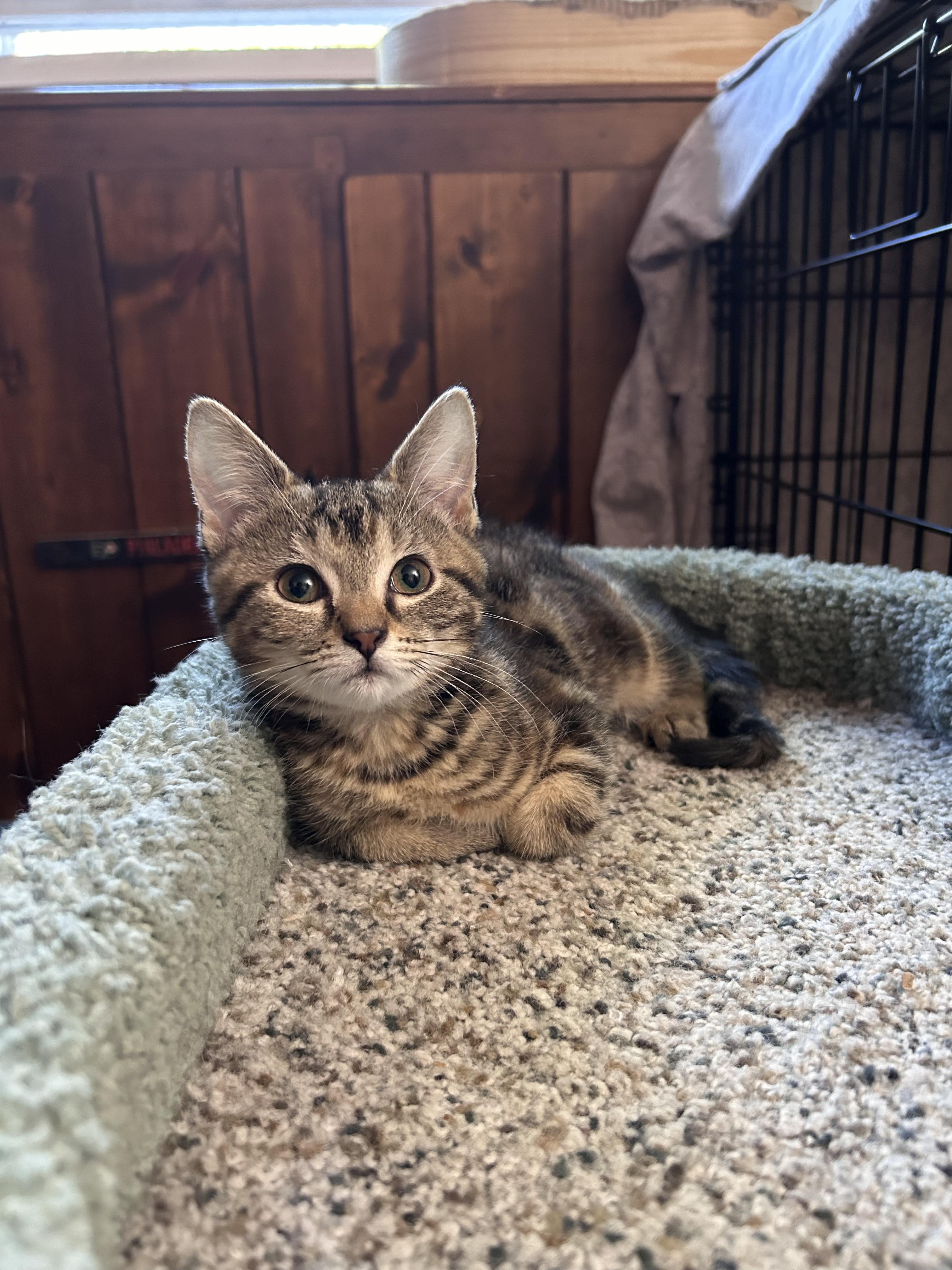 Cat for adoption Nutella (Barn Litter B), a Domestic Short Hair in