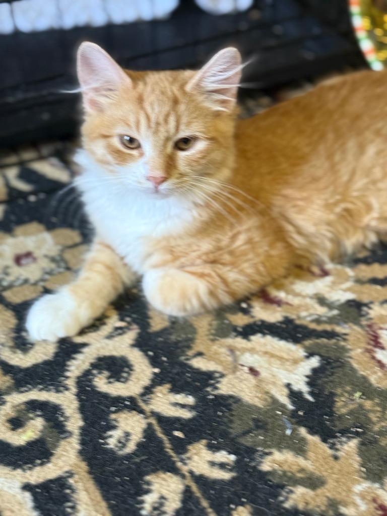 Punt, Adopted, Young Male Domestic Medium Hair.