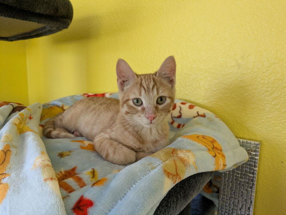 Ridic, Adoptable, Kitten Male Domestic Short Hair.