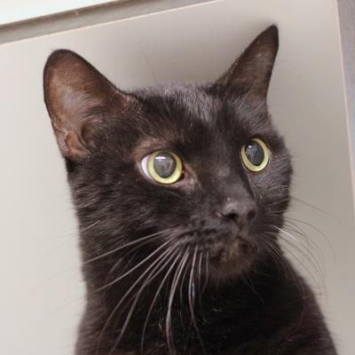 Enlarge Charcoal, a ADOPTABLE Domestic Short Hair in Hilliard, OH image 1/1