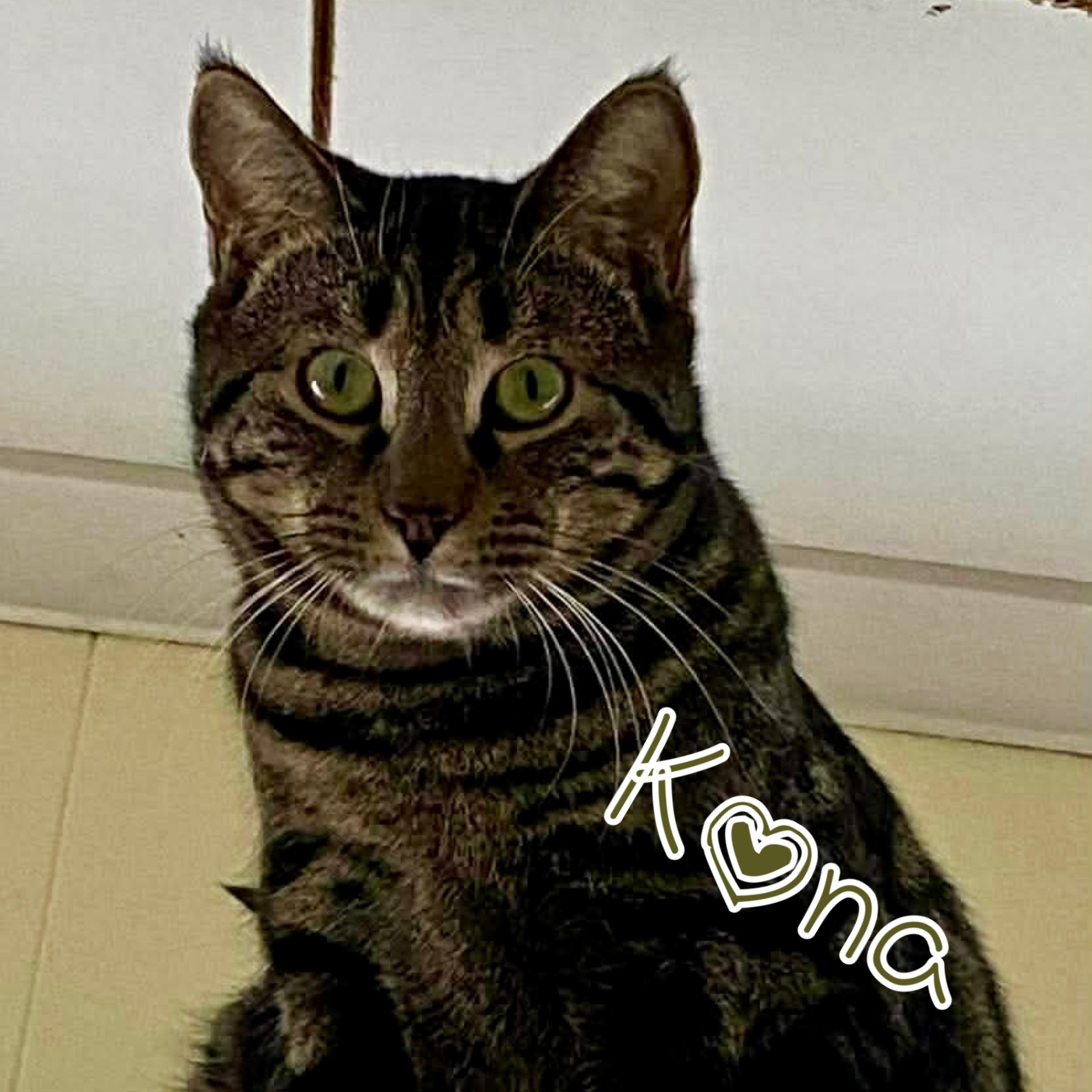 Kona, ADOPTABLE, Adult Male Domestic Short Hair.