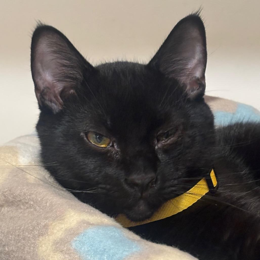 Thackery 61C25, Adoptable, Young Male Domestic Short Hair & Domestic Short Hair.