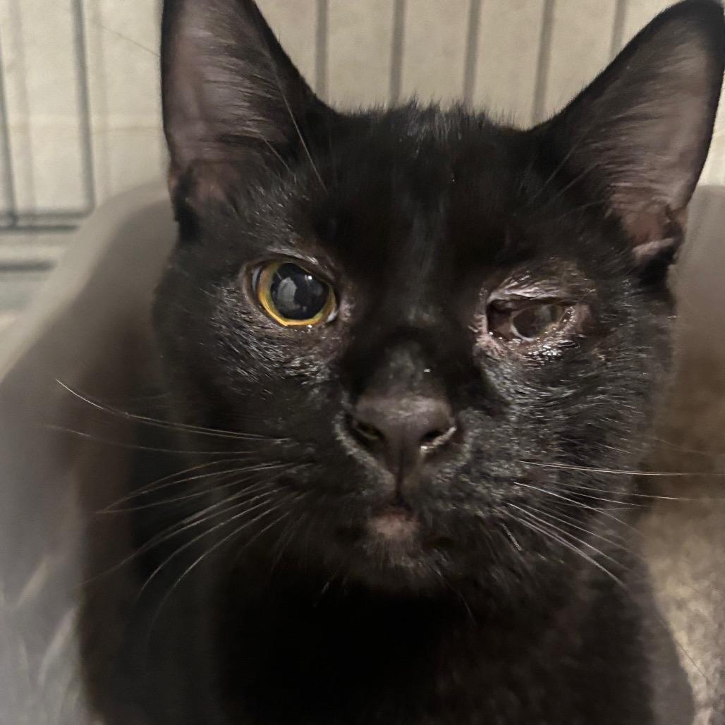 Enlarge Thackery 61C25, a Adoptable mixed breed in Napoleon, OH image 3/3