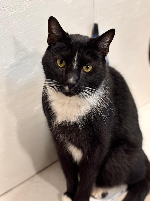 Jack, ADOPTABLE, Adult Male Domestic Short Hair.