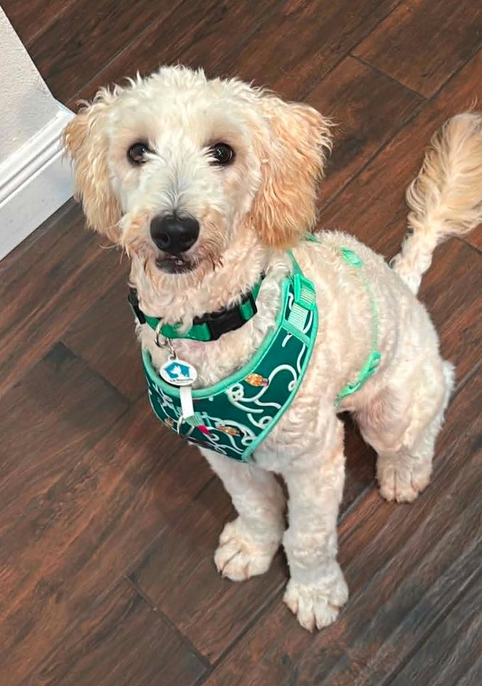 Enlarge Mattie, a Adoptable Standard Poodle in Osteen, FL image 1/3