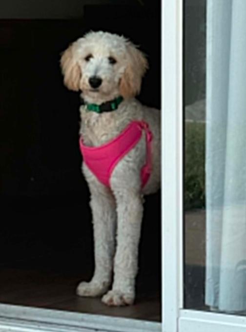 Enlarge Mattie, a Adoptable Standard Poodle in Osteen, FL image 2/3