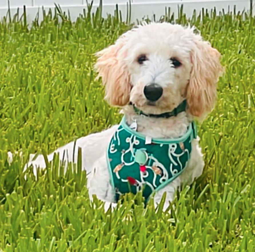 Enlarge Mattie, a Adoptable Standard Poodle in Osteen, FL image 3/3