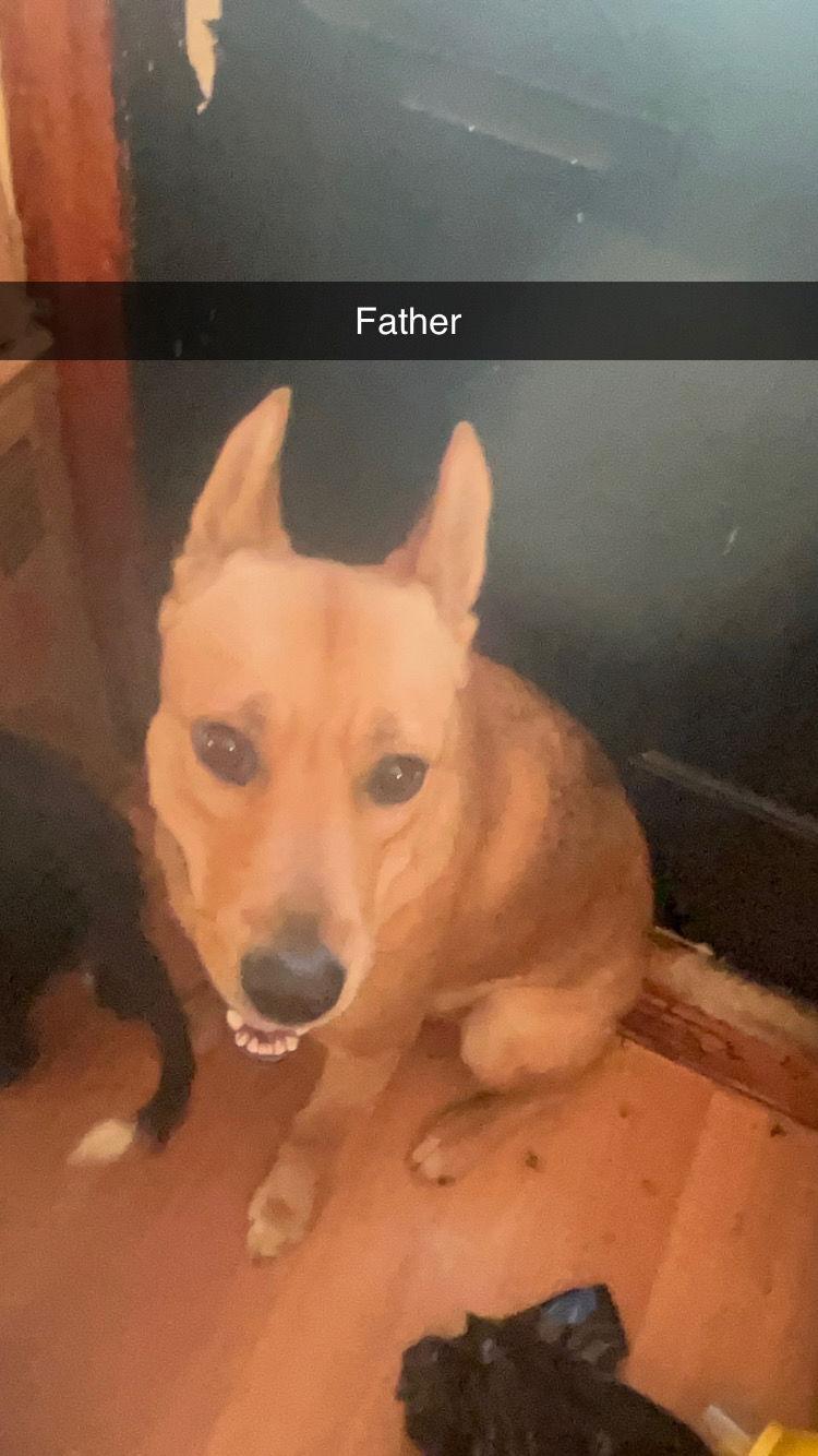 Enlarge Tigress female 5 months, a Adoptable mixed breed in Sterling, MA image 1/3