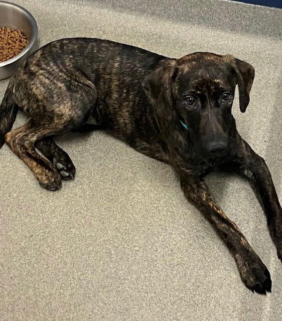 Enlarge Tigress female 5 months, a Adoptable mixed breed in Sterling, MA image 3/3