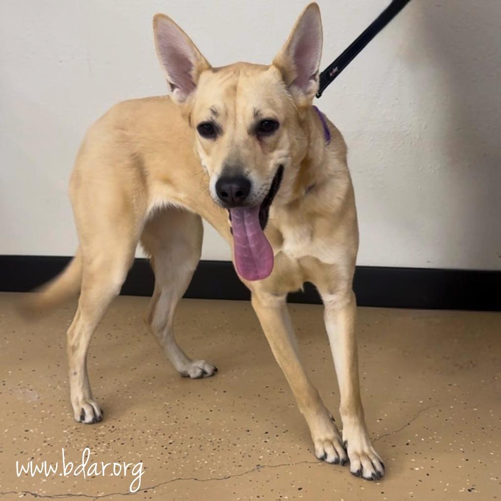 Enlarge Valerie, a Adoptable mixed breed in Cheyenne, WY image 1/3