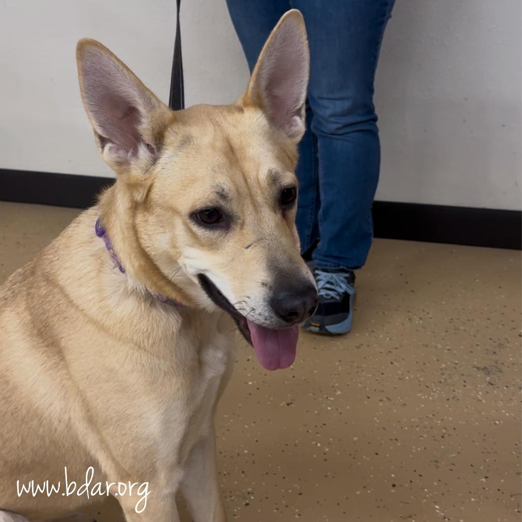 Enlarge Valerie, a Adoptable mixed breed in Cheyenne, WY image 2/3