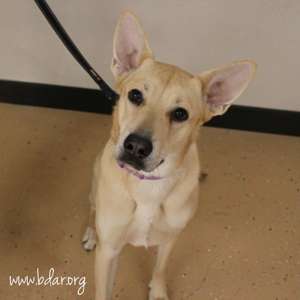 Enlarge Valerie, a Adoptable mixed breed in Cheyenne, WY image 3/3