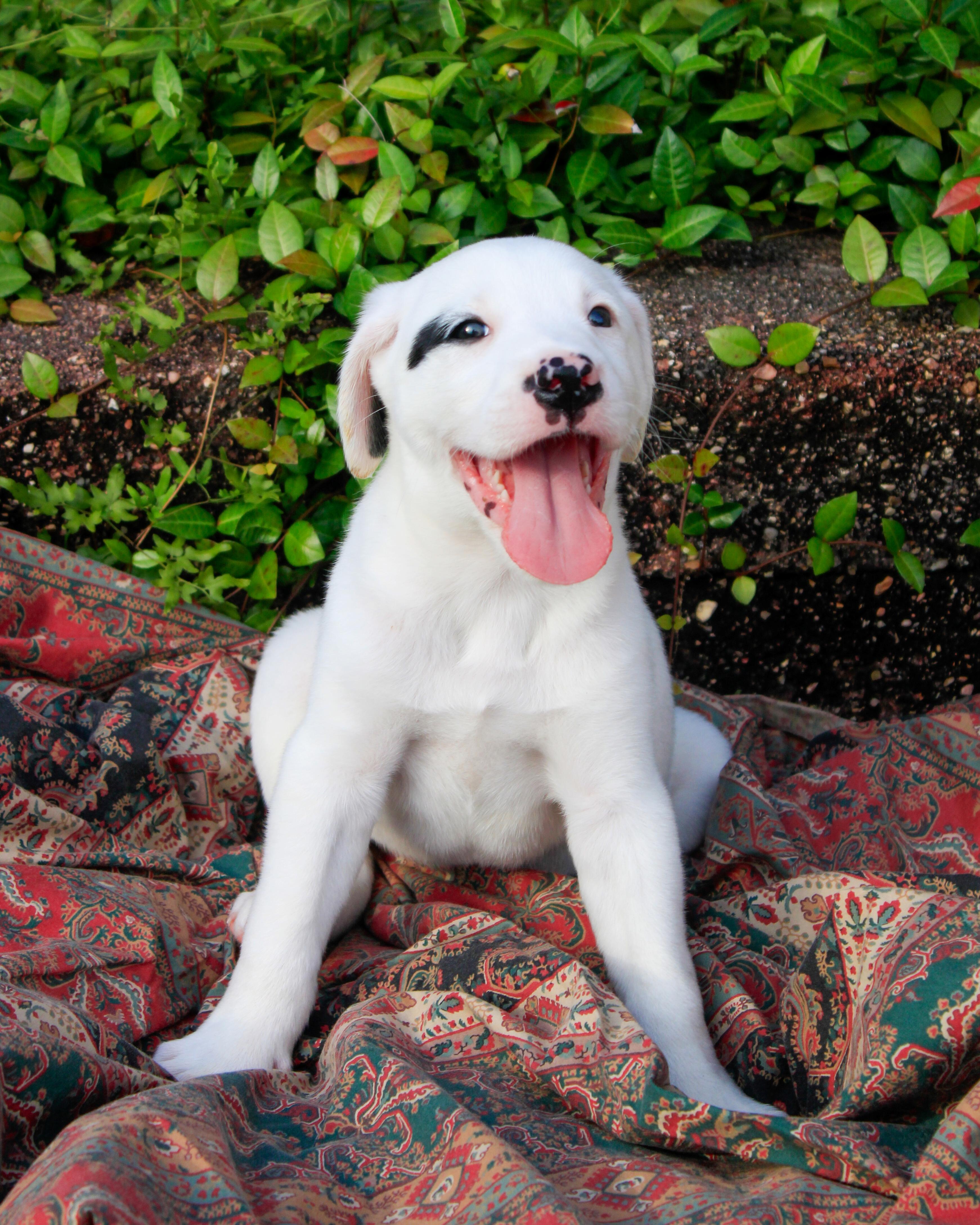 Enlarge Riley, a Adopted mixed breed in Oakland, NJ image 1/3