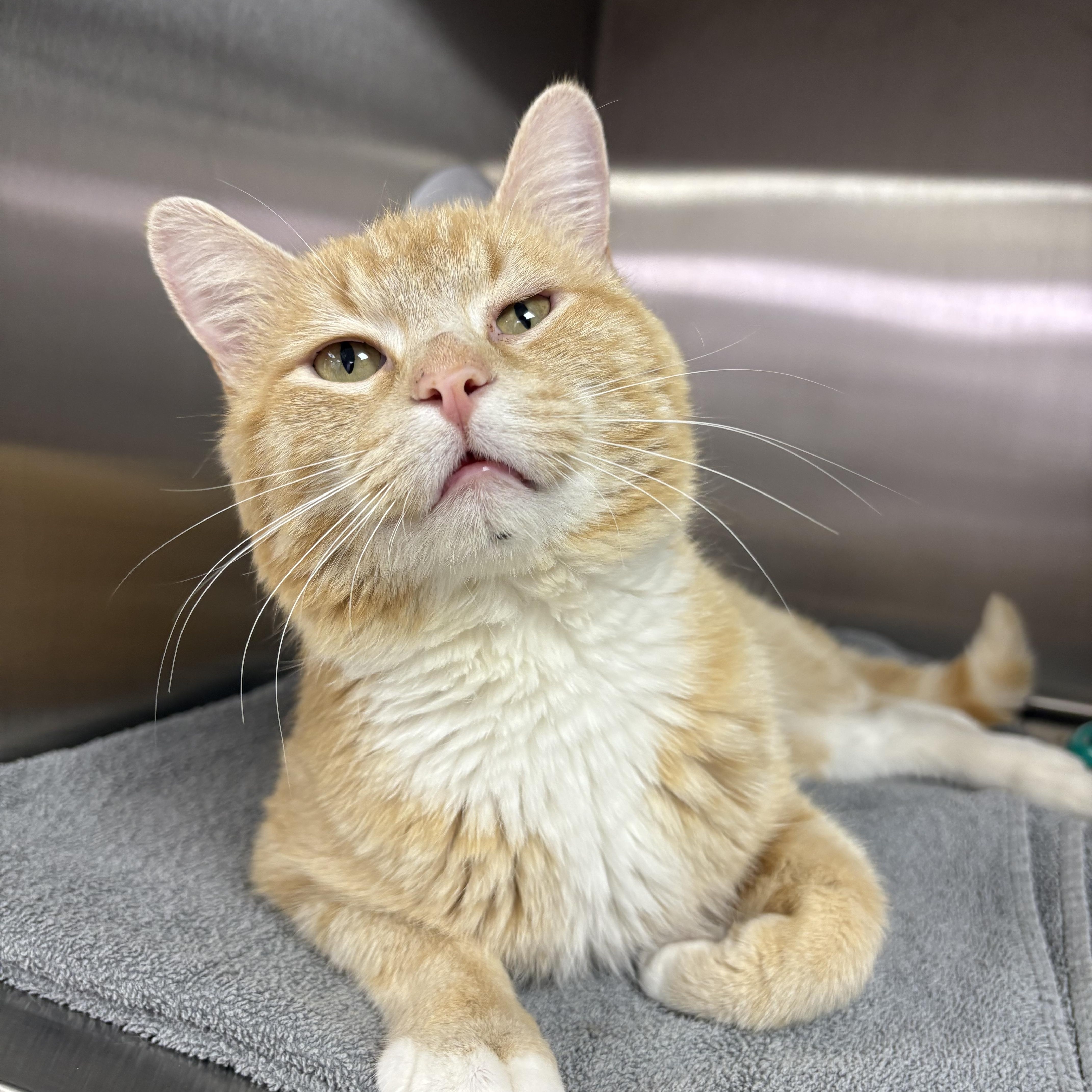 Enlarge Allspice, a ADOPTABLE Domestic Short Hair in Blue Springs, MO image 1/2