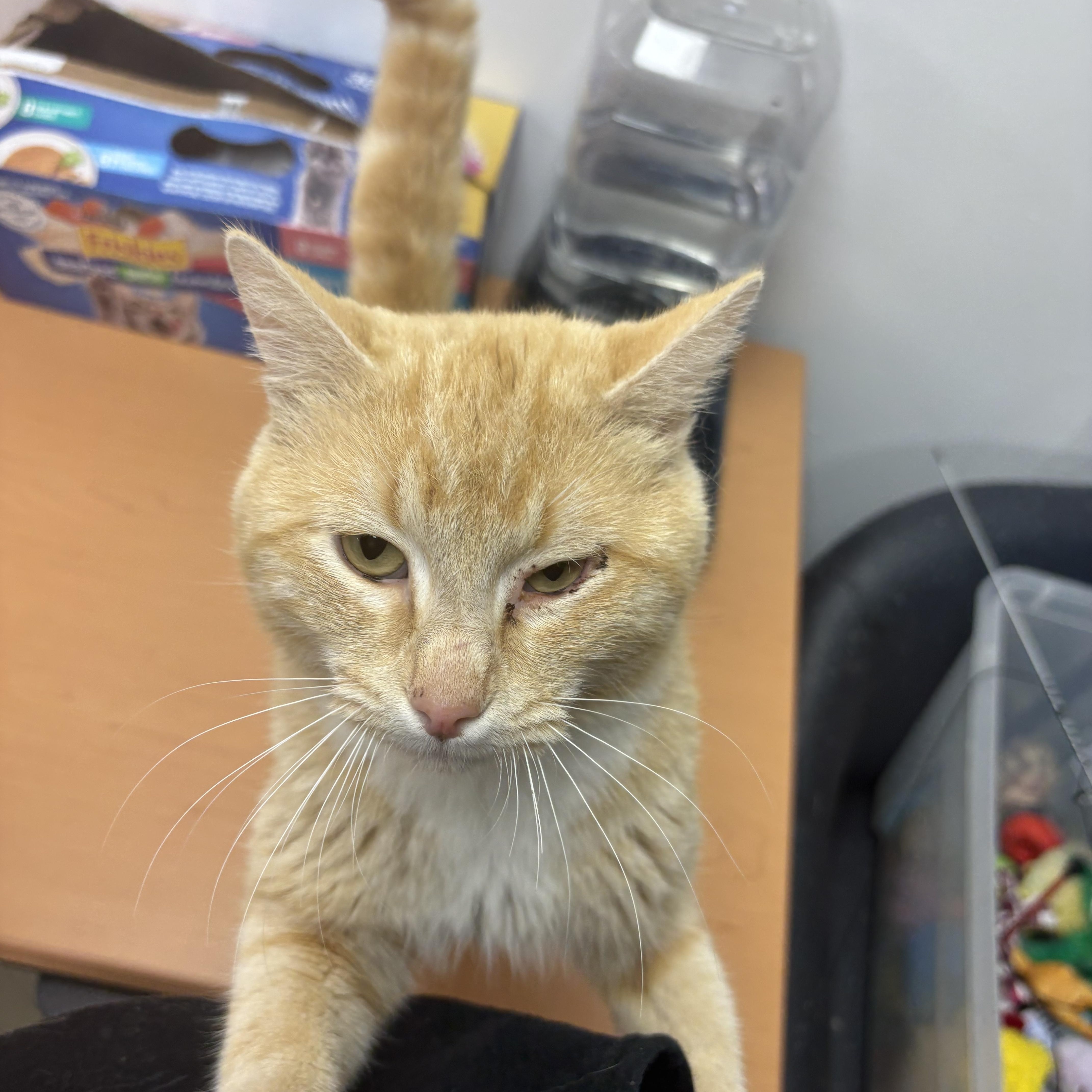 Enlarge Allspice, a ADOPTABLE Domestic Short Hair in Blue Springs, MO image 2/2