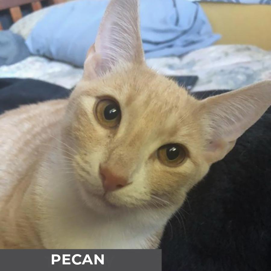 Pecan