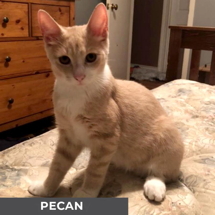 Pecan