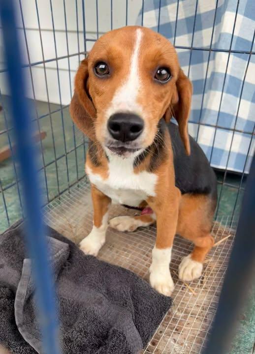 Enlarge LUTE, an adopted Beagle in Millerstown, PA image 2/5