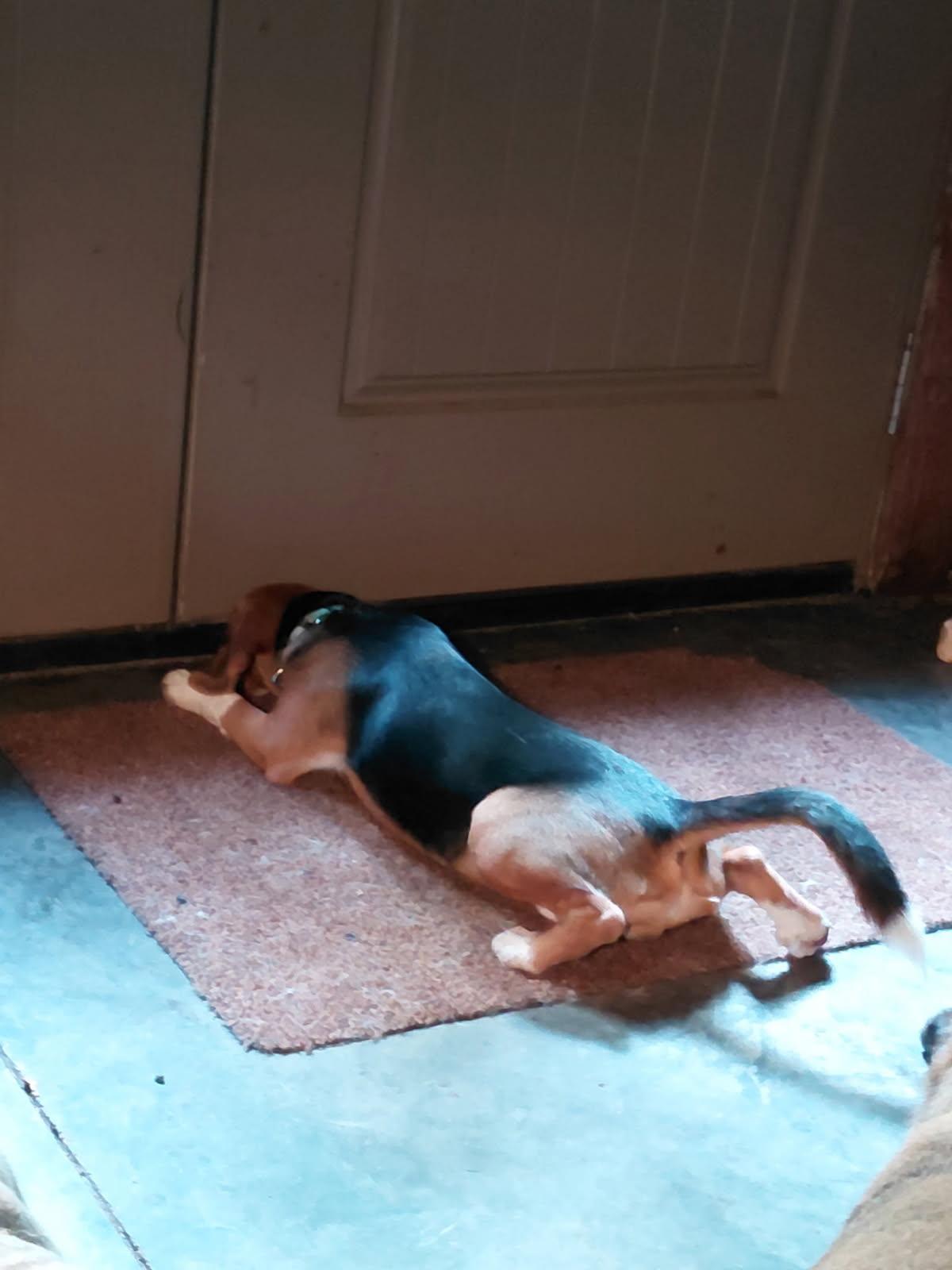 Enlarge LUTE, an adopted Beagle in Millerstown, PA image 5/5