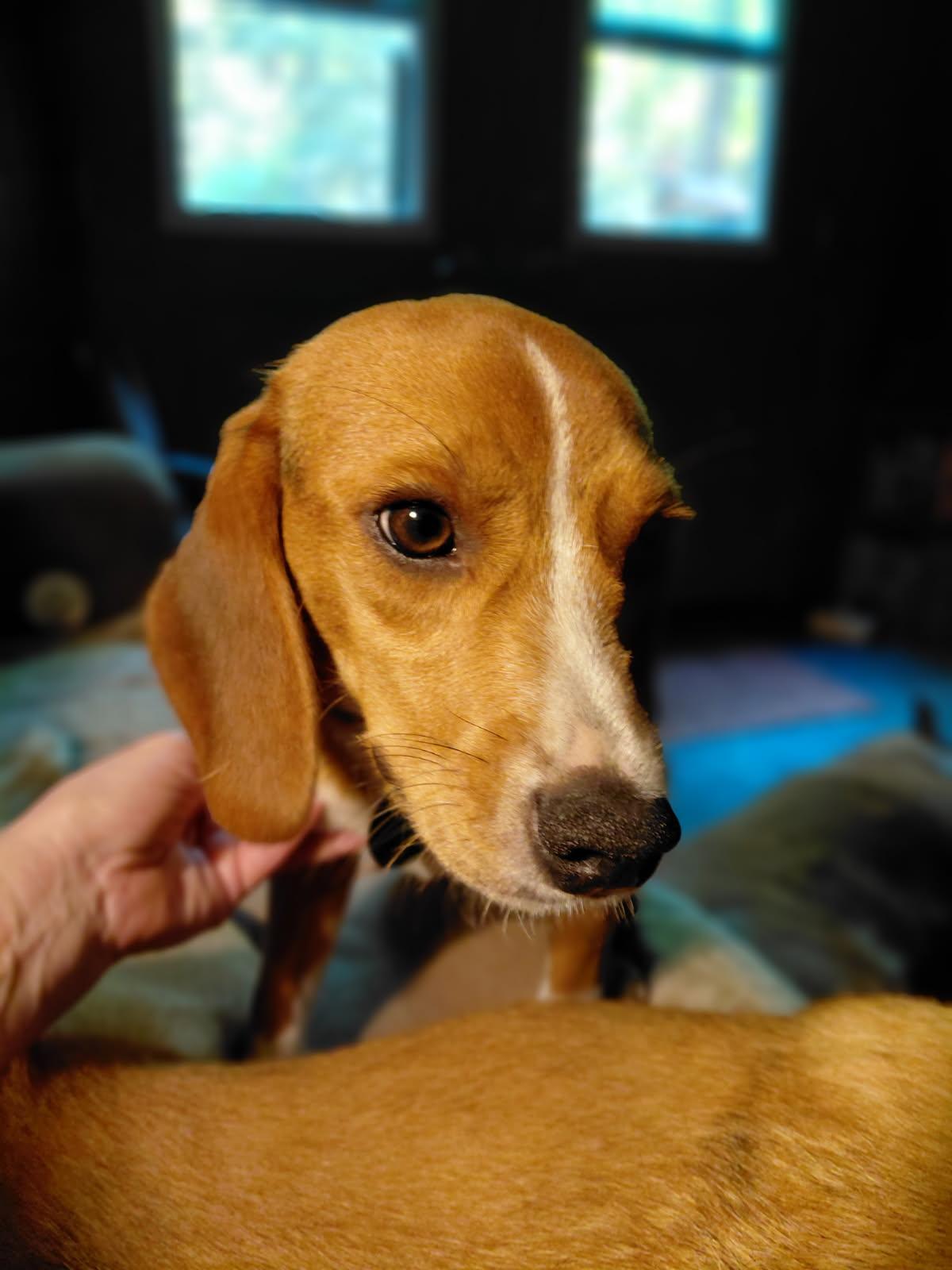 LUTE, adopted, Young Male Beagle.