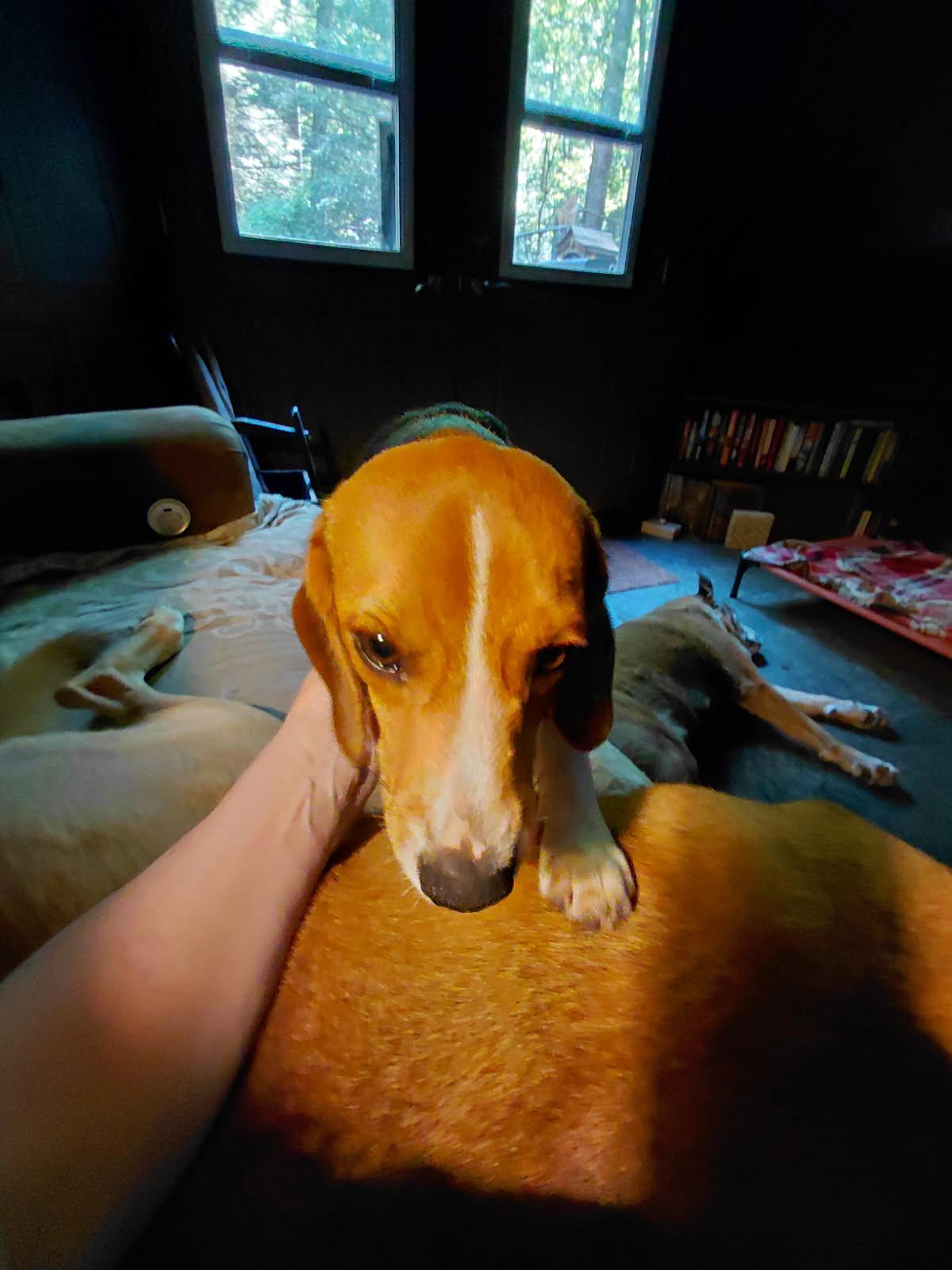 Enlarge LUTE, an adopted Beagle in Millerstown, PA image 3/5