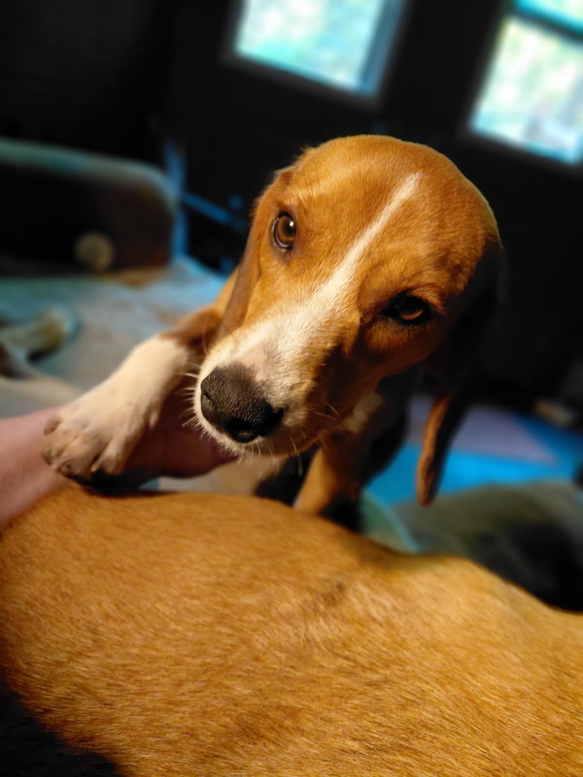 Enlarge LUTE, an adopted Beagle in Millerstown, PA image 4/5