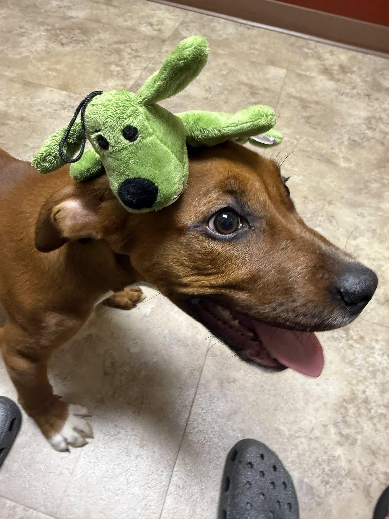 Enlarge Murphy, a Adopted mixed breed in Palm Bay, FL image 4/6