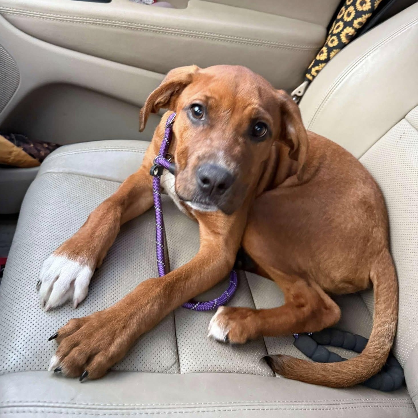 Enlarge Murphy, a Adopted mixed breed in Palm Bay, FL image 2/6