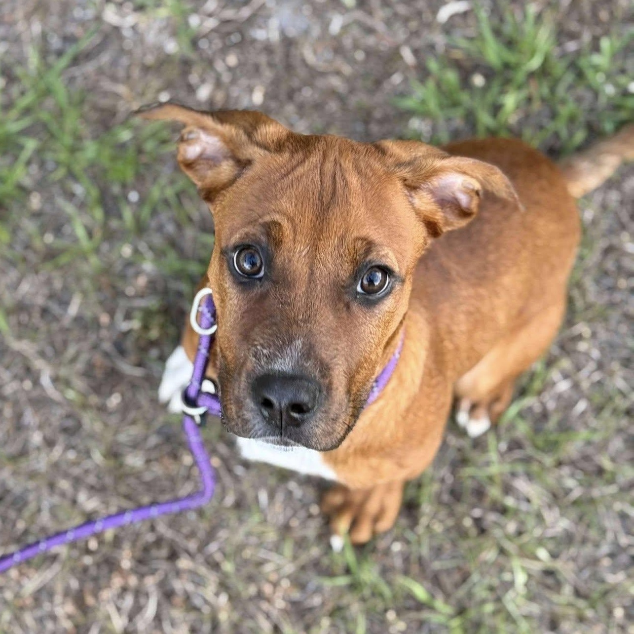Murphy, Adopted, Young Male Coonhound.