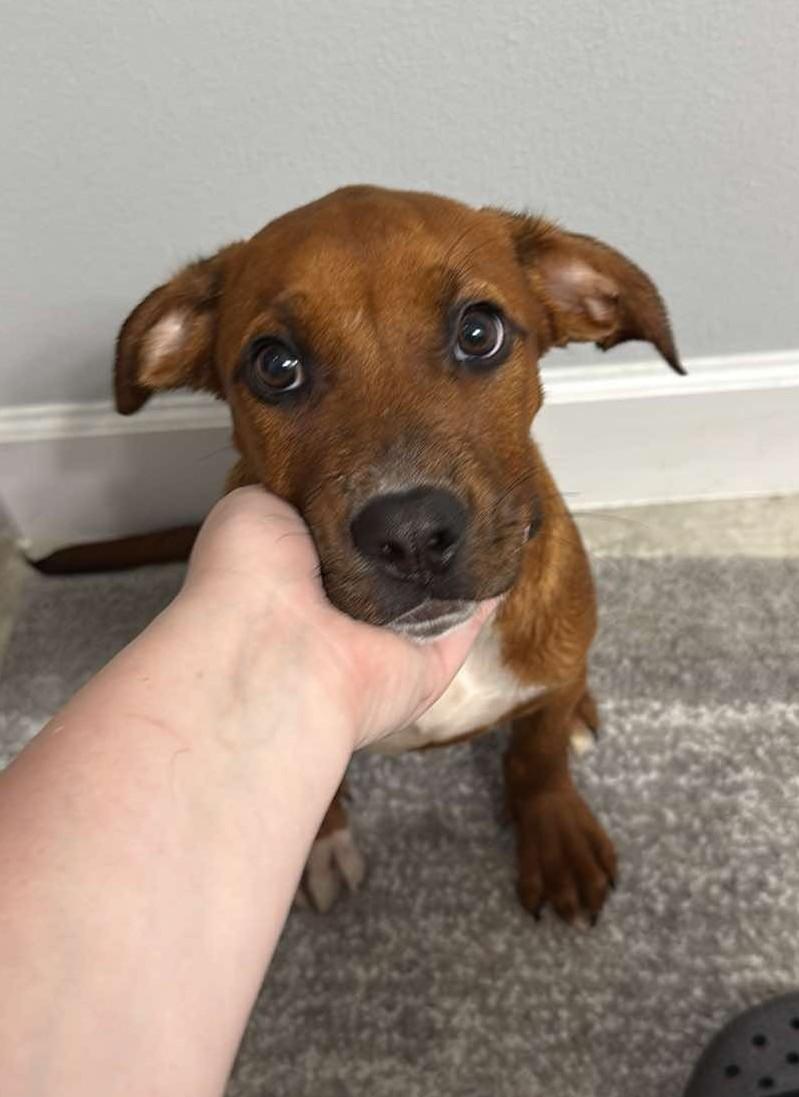 Enlarge Murphy, a Adopted mixed breed in Palm Bay, FL image 5/6