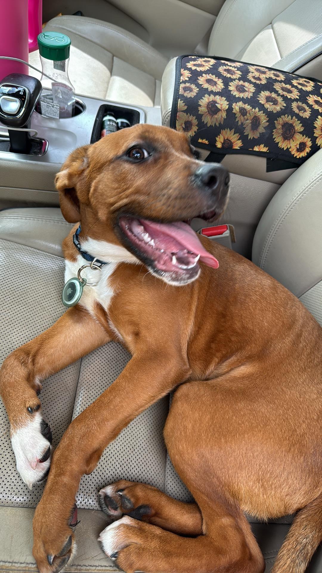 Enlarge Murphy, a Adopted mixed breed in Palm Bay, FL image 6/6