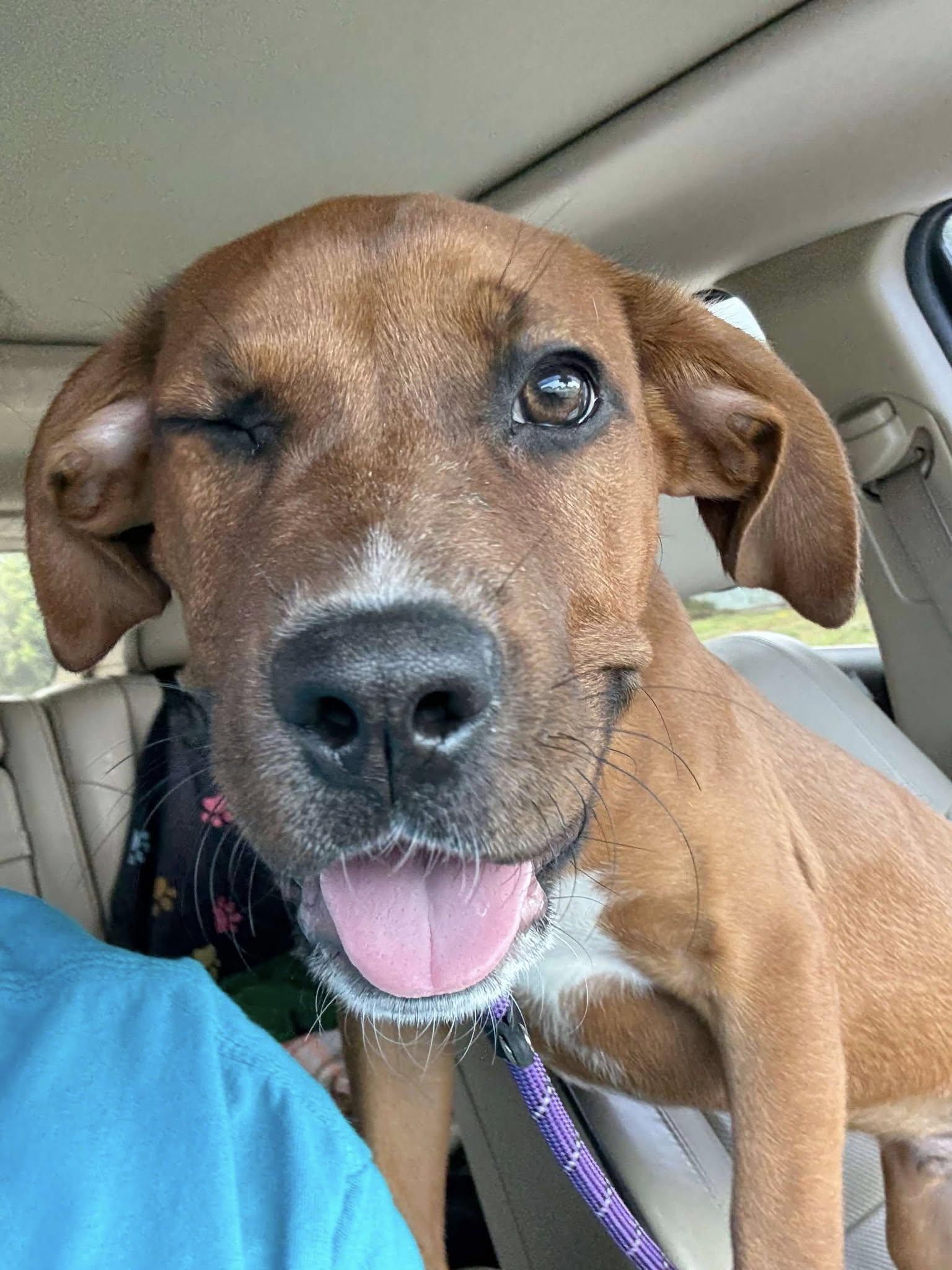 Enlarge Murphy, a Adopted mixed breed in Palm Bay, FL image 3/6