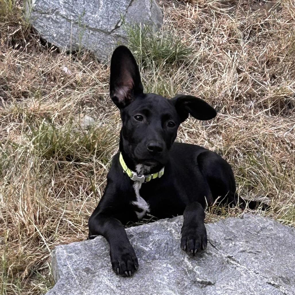 Lemon, Adoptable, Young Male Terrier.