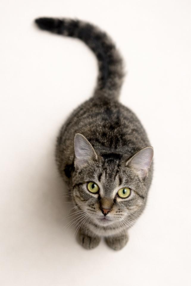 Enlarge Ranch, a ADOPTABLE Domestic Short Hair in Rixeyville, VA image 1/3