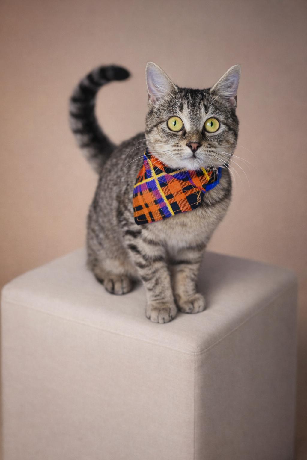 Enlarge Ranch, a ADOPTABLE Domestic Short Hair in Rixeyville, VA image 2/3