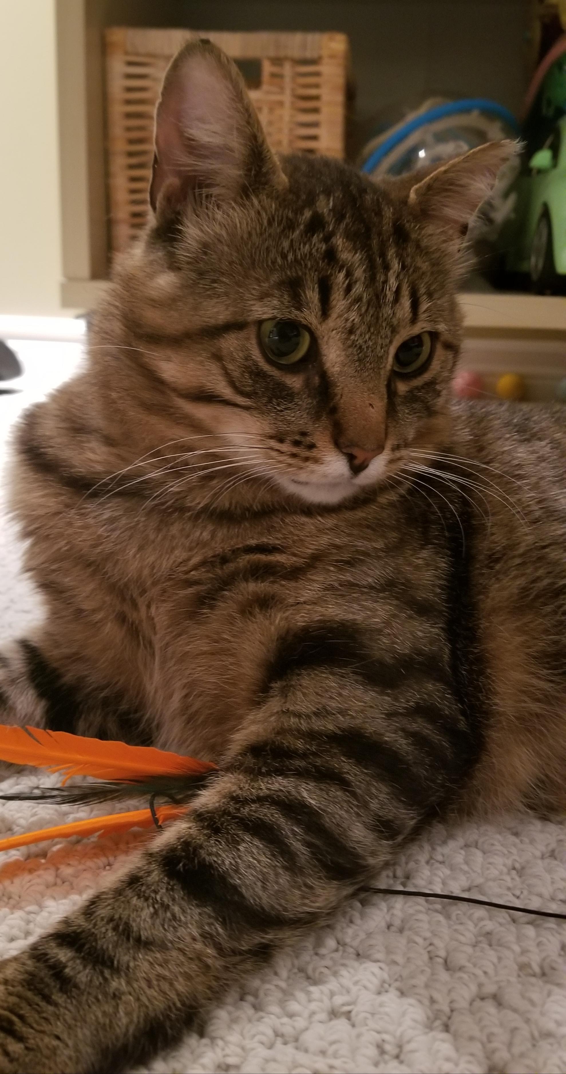 Teddy, a Adoptable Domestic Short Hair in Ottawa, ON image 6/6