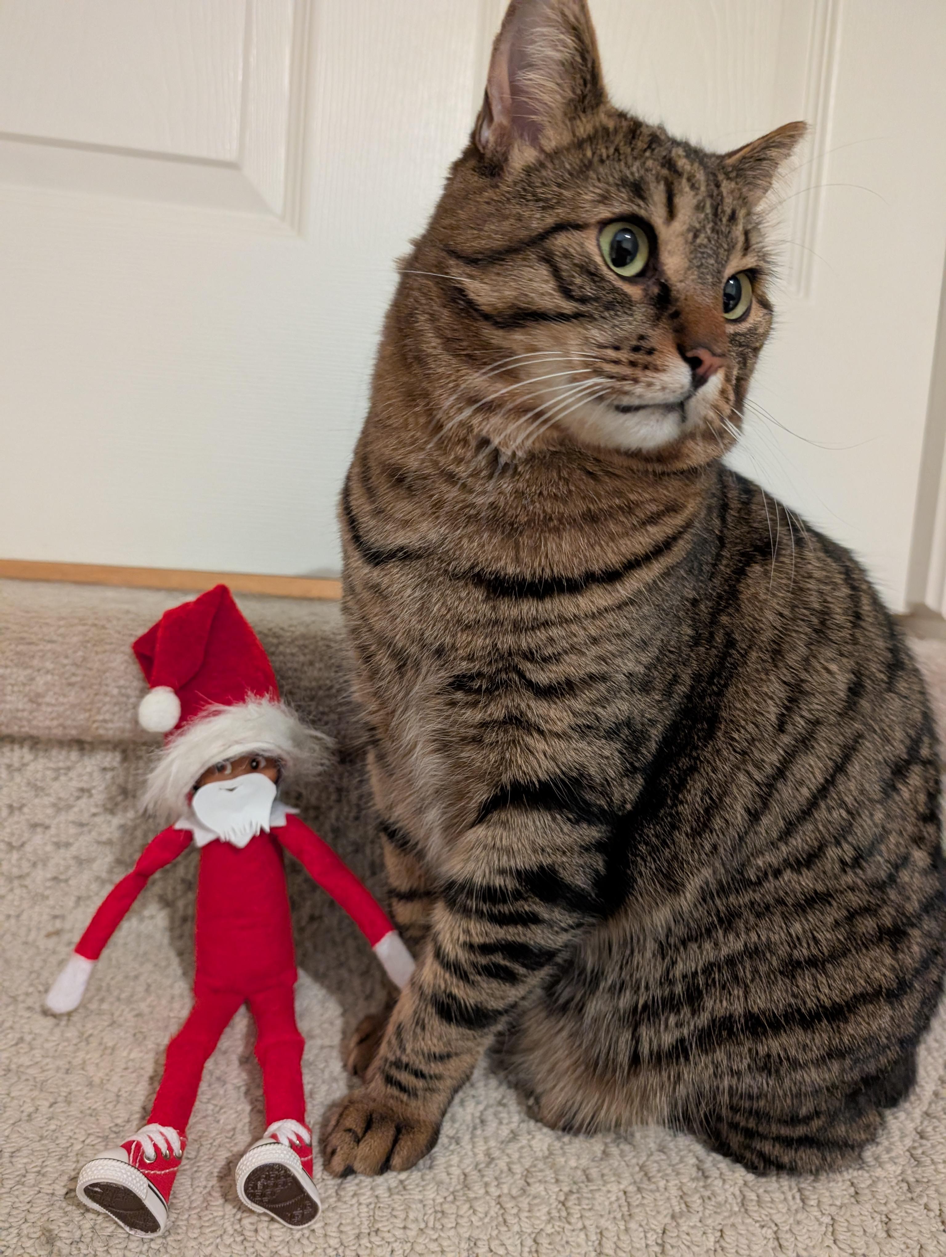 Enlarge Teddy, a Adoptable Domestic Short Hair in Ottawa, ON image 5/6